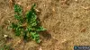 Est-il possible d'éliminer les mauvaises herbes tenaces de sa pelouse pendant une vague de chaleur sans l'abîmer ?