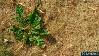 ¿Es posible eliminar las malas hierbas persistentes del césped durante una ola de calor sin dañarlo?
