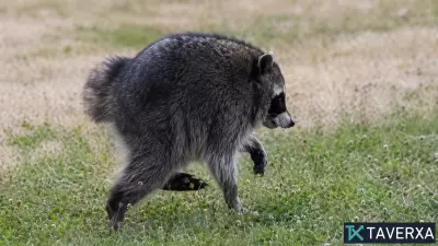 The Phenomenon of Jimothy: Distinguishing the Real Viral Raccoon from AI-Generated Chaos